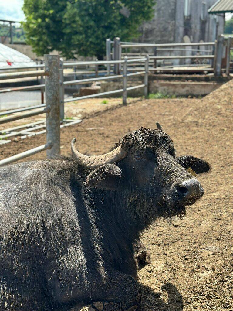 Fattoria Pagliuca ad Alvignano