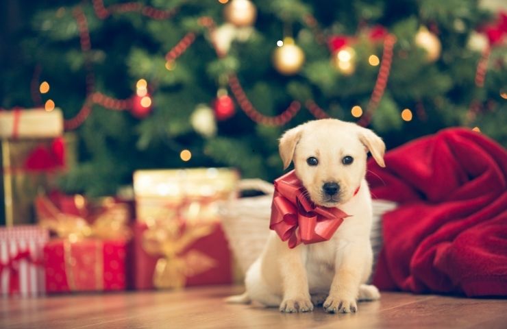 cibi Natale inadatti al cane 