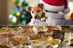 cibi da non dare ai cani a Natale