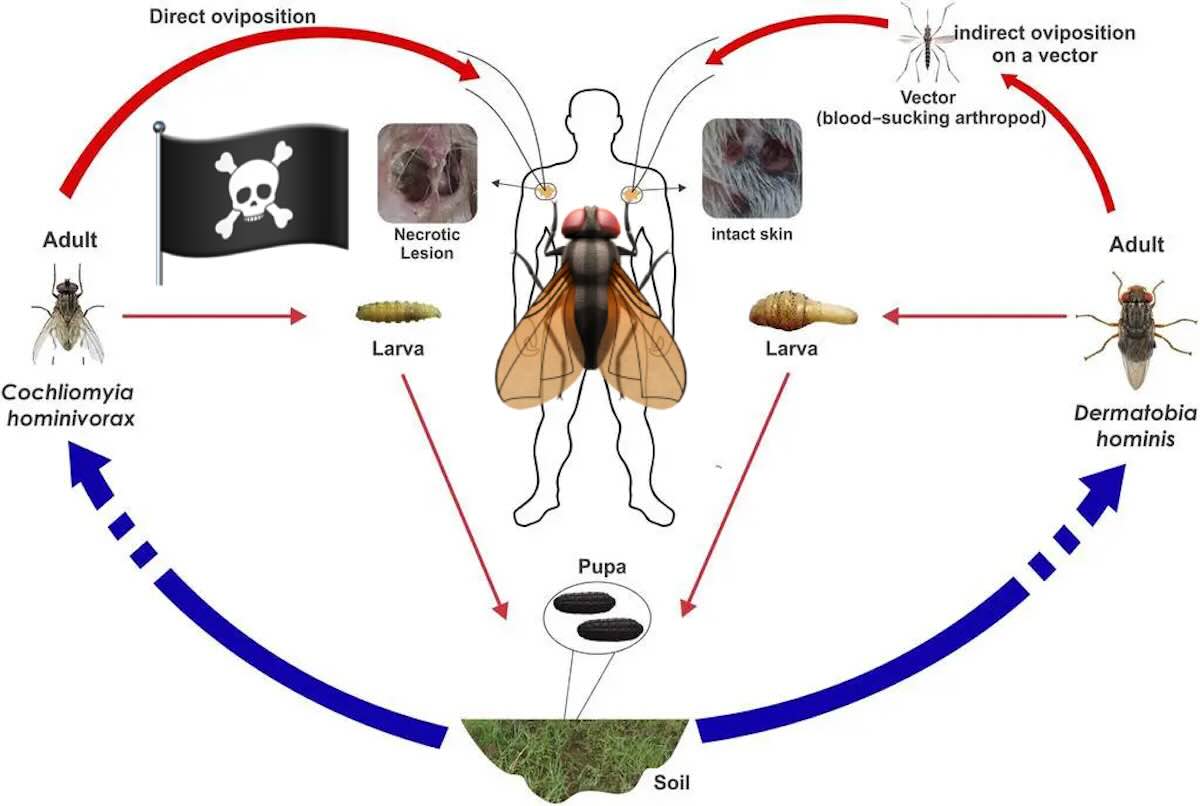 mosca assassina