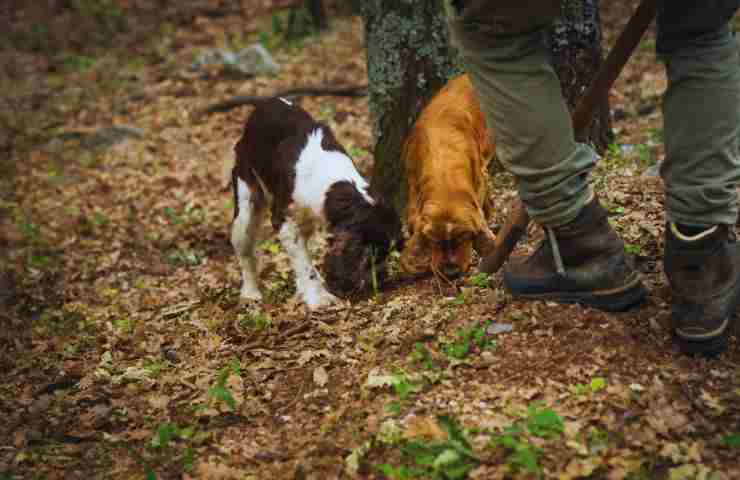 cani che cercano tartufi