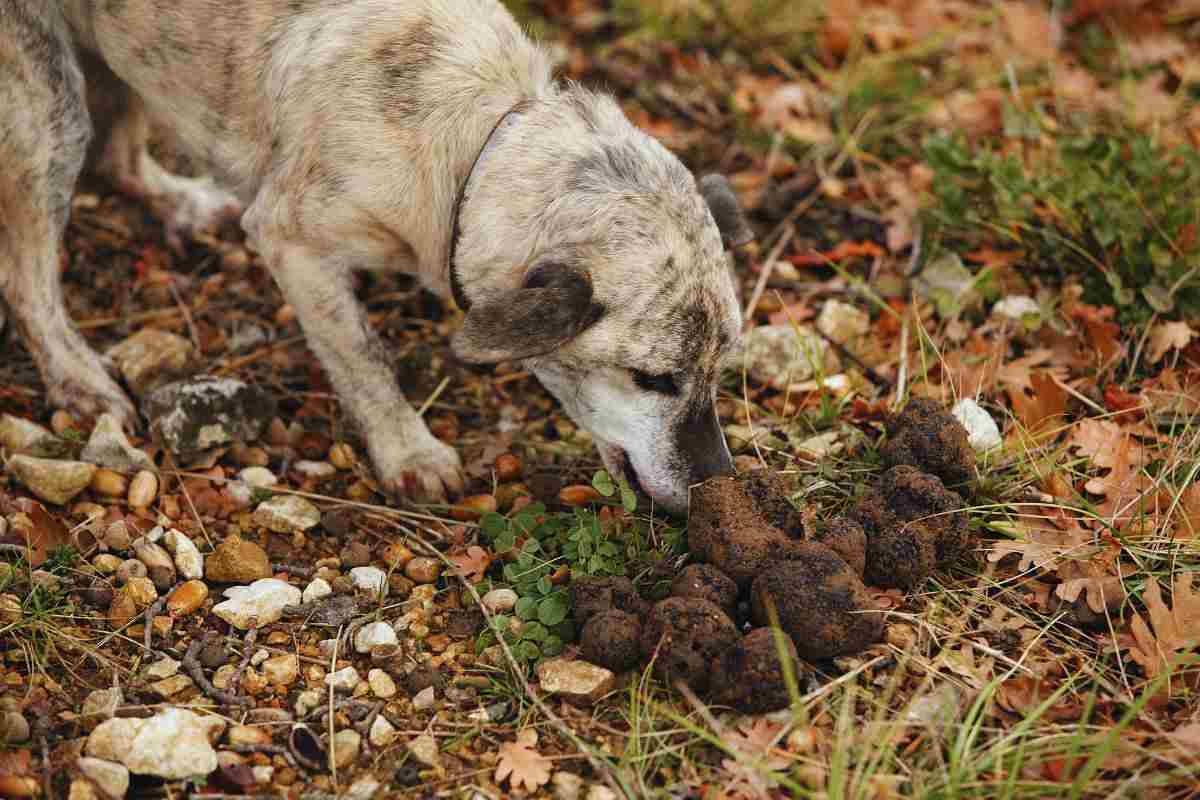 cane che annusa i tartufi